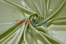 Charmeuse Satin Polyester Fabric - Solid, 58/60" Width, Multiple Colors (1 Yard)