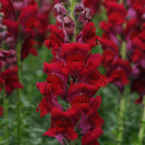 Snapdragon Potomac Red F1 Seed