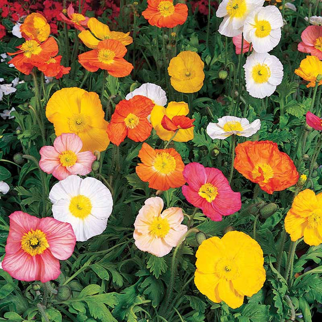 Poppy Champagne Bubbles Mix Seed
