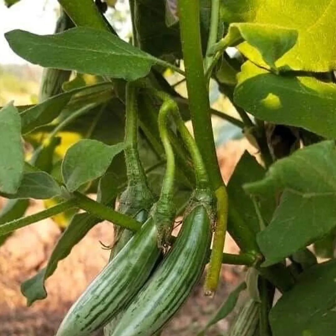 Ablong Eggplant Seeds Thai Eggplant Rugby Variety High Yield Garden Seeds