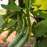 Ablong Eggplant Seeds Thai Eggplant Rugby Variety High Yield Garden Seeds