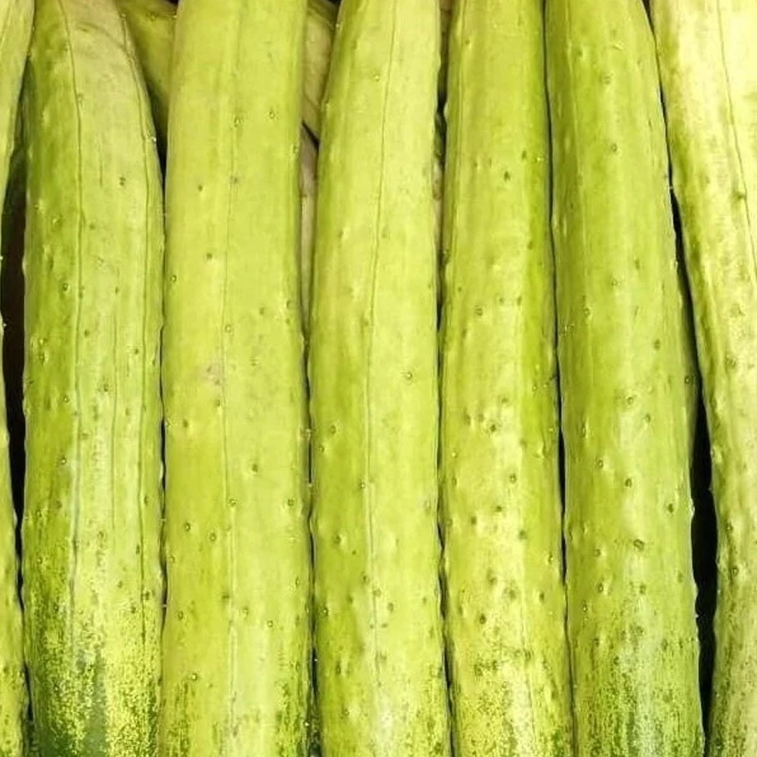Korean Cucumber Seeds Non GMO Crisp Asian Variety for Home Gardening
