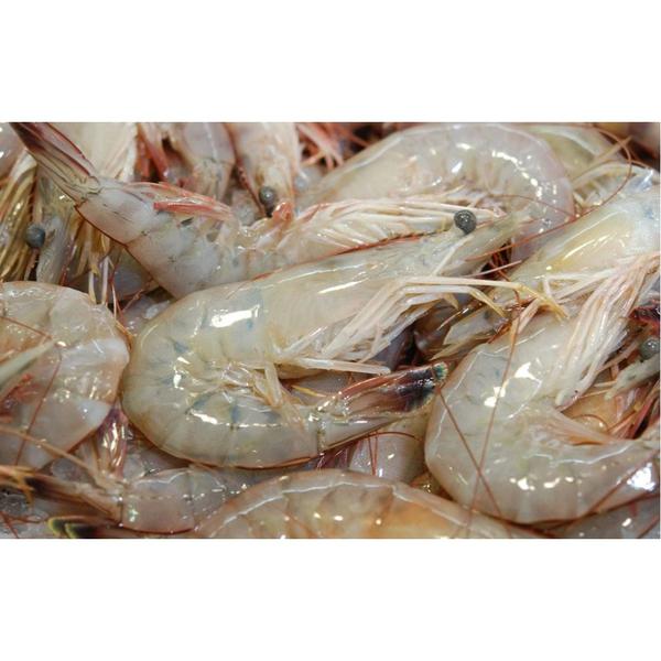 Qualmar Head On Shrimp 4lb