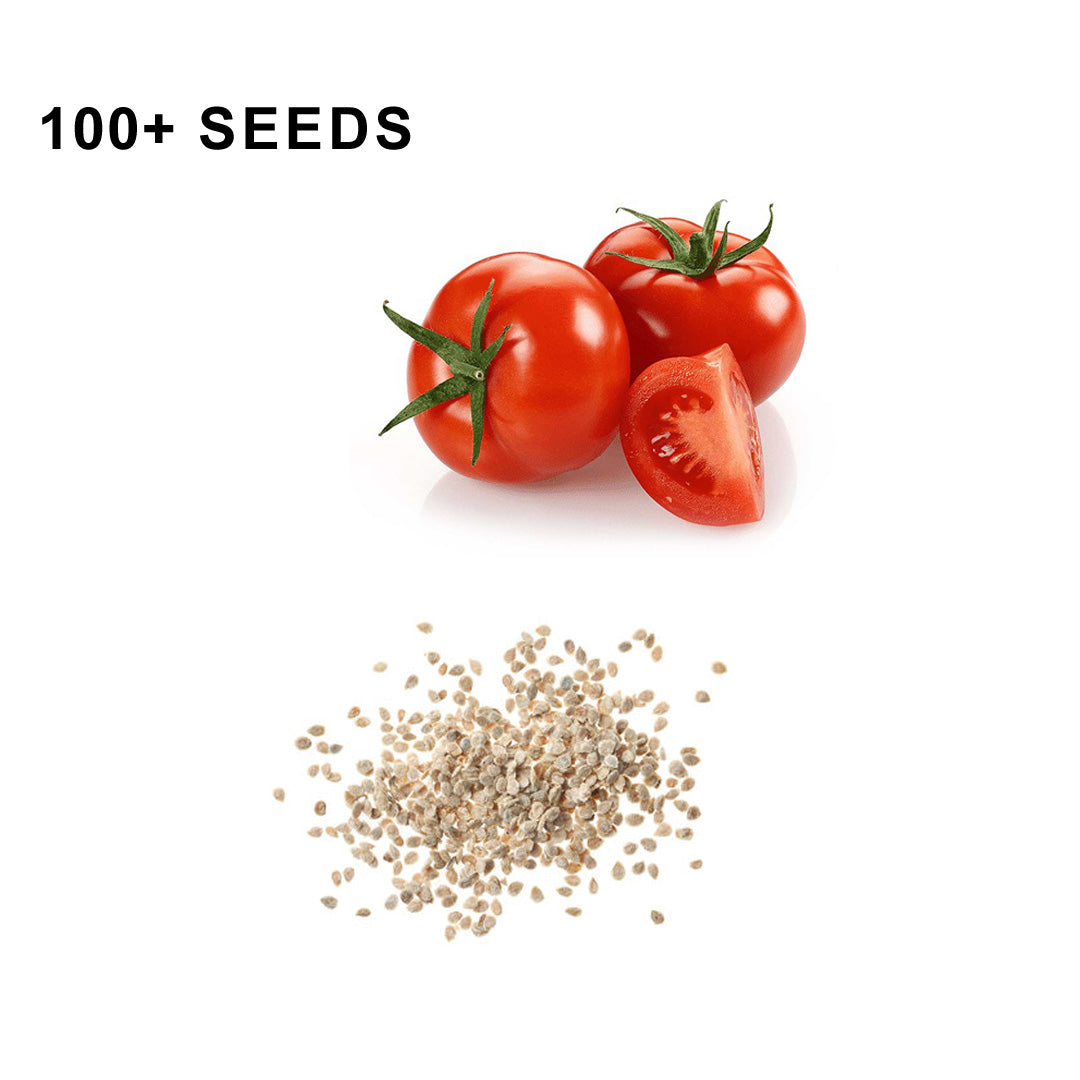 Marglobe Tomato Seeds Organic Non GMO Heirloom Fresh USA Grown Seeds Grow Your Own Tomatoes at Home