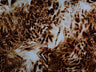 Ghost Crepe Animal Print Woven Fabric