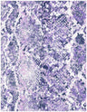 Snake Print Jersey Knit Fabric