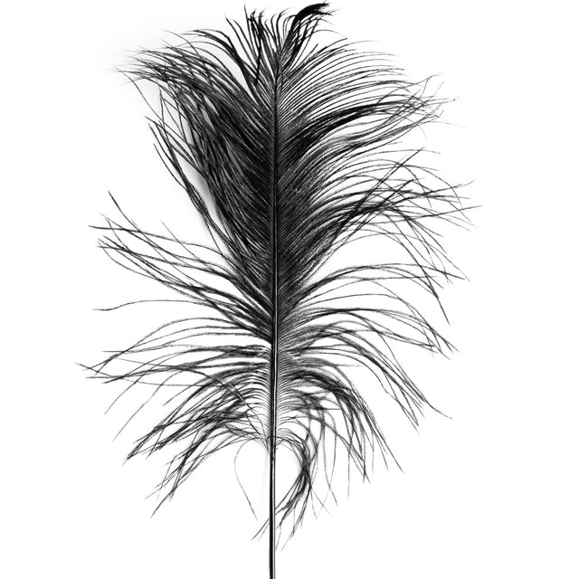 Black Ostrich Feather - 14" - 17"