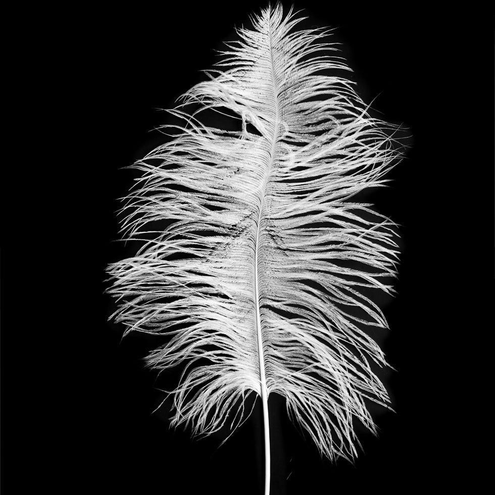 White Ostrich Feather - 14" - 17"