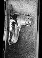 3D Labrador Retriever Chocolate Mold - Back - LPDOG001B