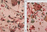 Floral Brushed DTY Stretch Knit Blush Mauve