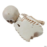 10 3/4" Hanging Waving Outdoor Skeleton Creeper Halloween Decoration