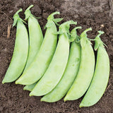 Pea Cascadia Seed