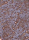 1 Yard Animal Print Cey Fabric, 58/59? Wide 100% Polyester