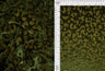 Velvet Burnout Knit Animal Print Fabric