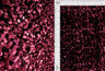 Velvet Sequin Stretch Fabric