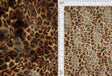 Leopard Lace Stretch Fabric Brown