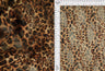 Leopard Lace Stretch Fabric Brown