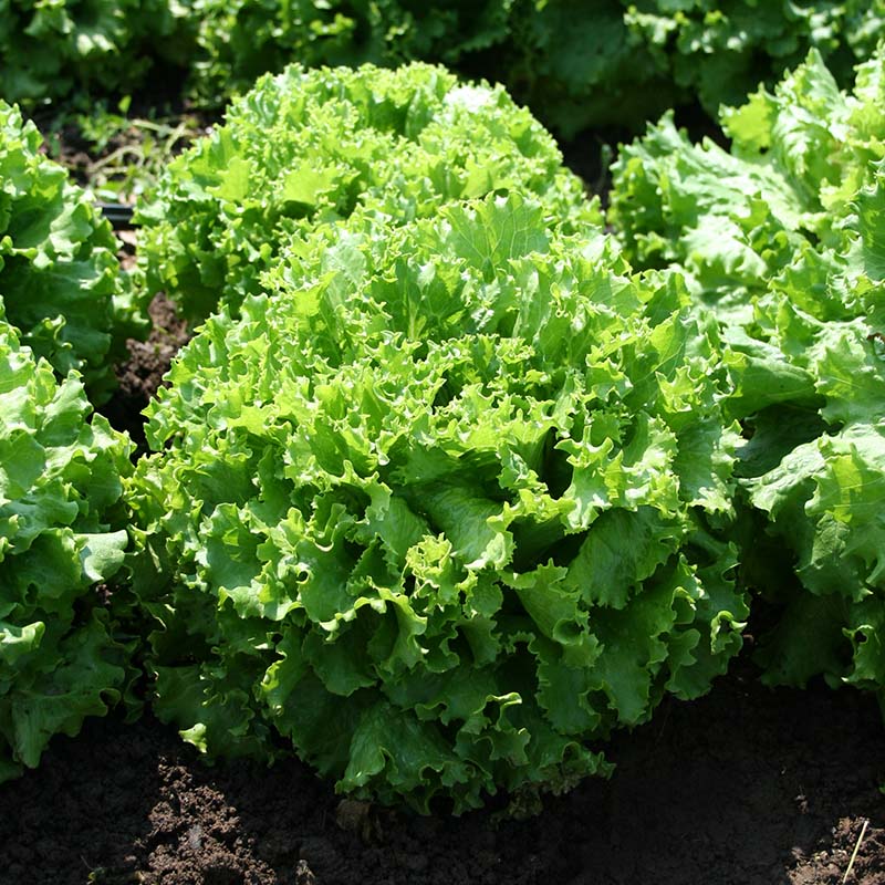 Lettuce Bergam's Green MTO Seed