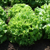 Lettuce Bergam's Green MTO Seed