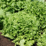 Lettuce Bergam's Green MTO Seed