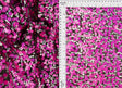 Sequin Mesh Stretch Fabric