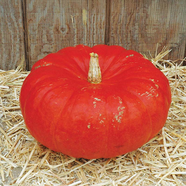 Pumpkin Rouge Vif D'Etampes Seed