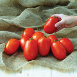 Tomato Pony Express F1 Seed