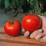 Tomato Red Bounty F1 Seed