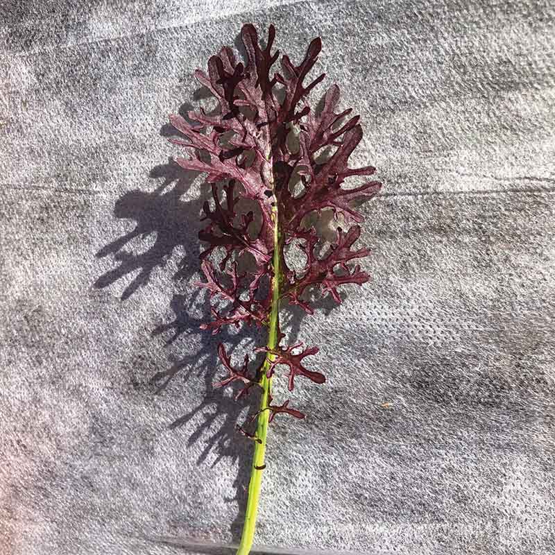 Mustard Scarlet Frill Seed