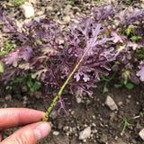 Mustard Scarlet Frill Seed