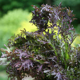Mustard Scarlet Frill Seed