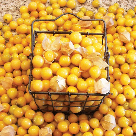 Ground Cherries Aunt Molly's Organic Seed