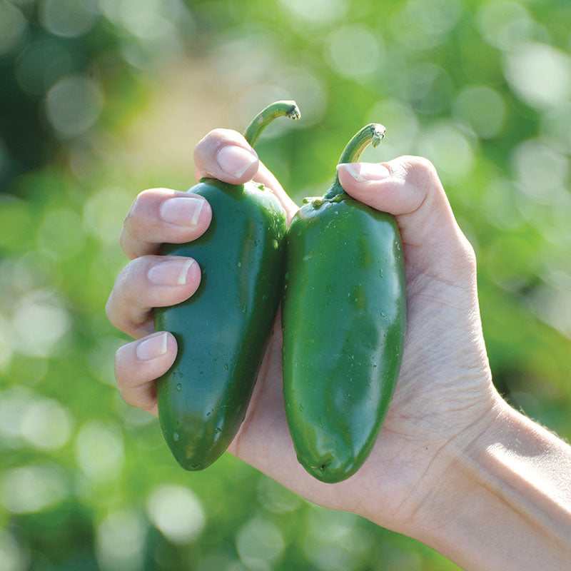 Pepper Dante F1 Seed