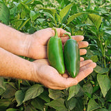 Pepper Dante F1 Seed