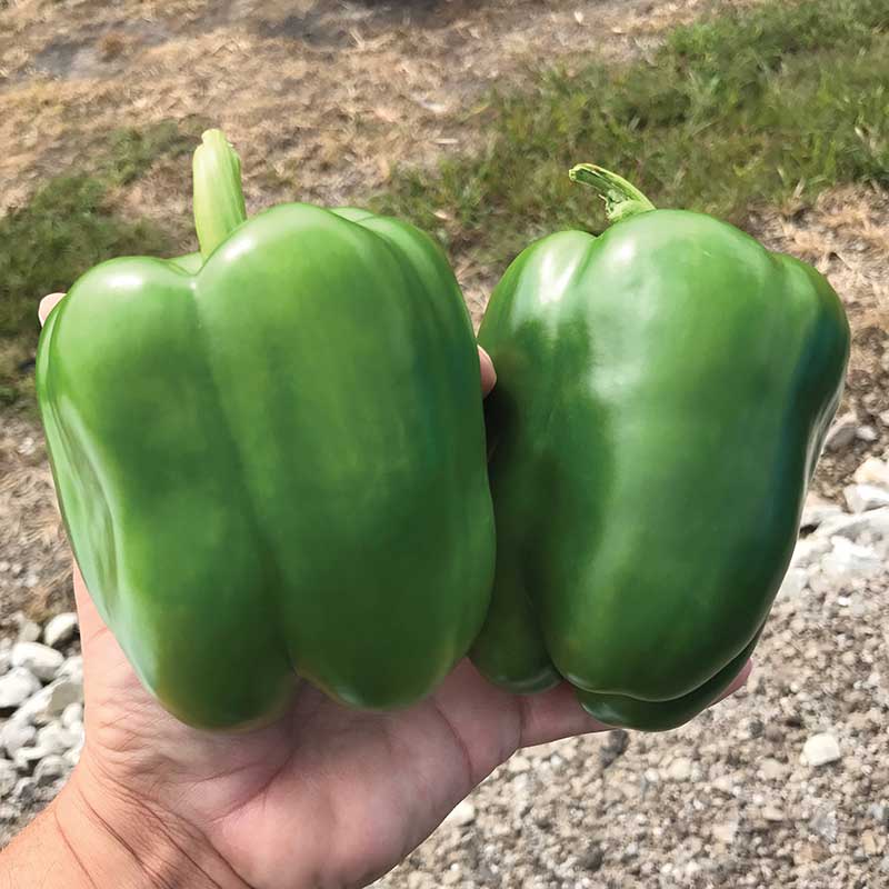 Pepper Skyhawk F1 Seed