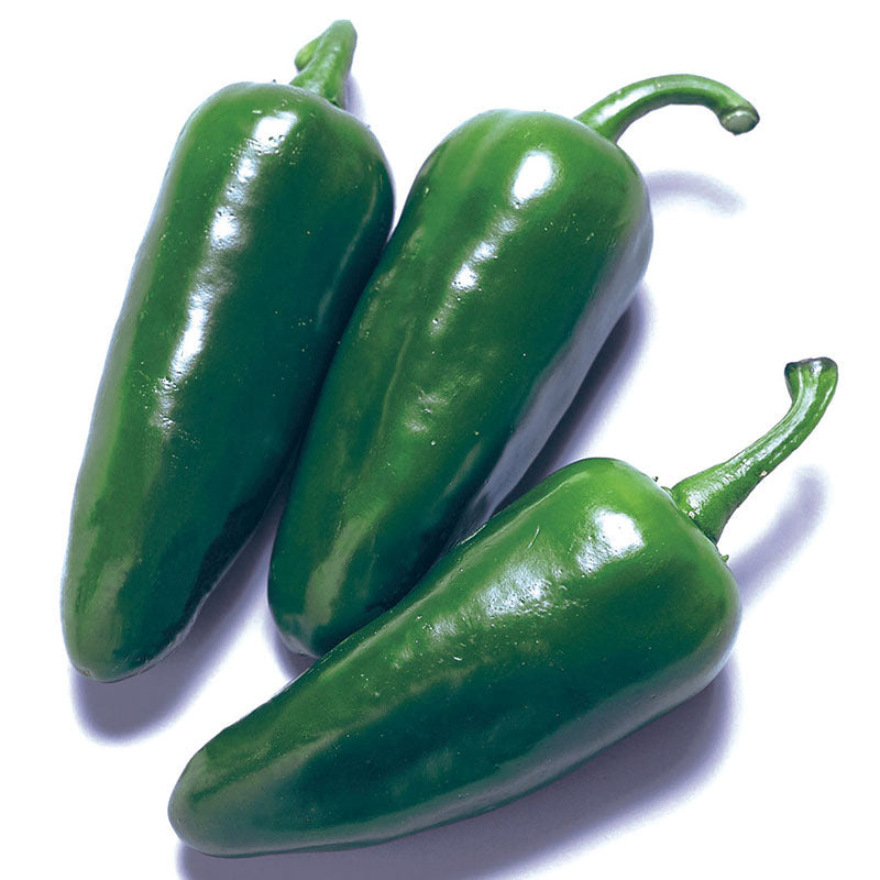 Pepper Felicity F1 Seed