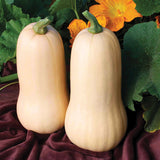 Squash Quantum F1 Seed