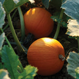 Pumpkin Jack Sprat F1 Seed