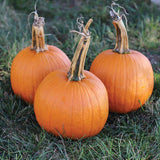 Pumpkin Jack Sprat F1 Seed