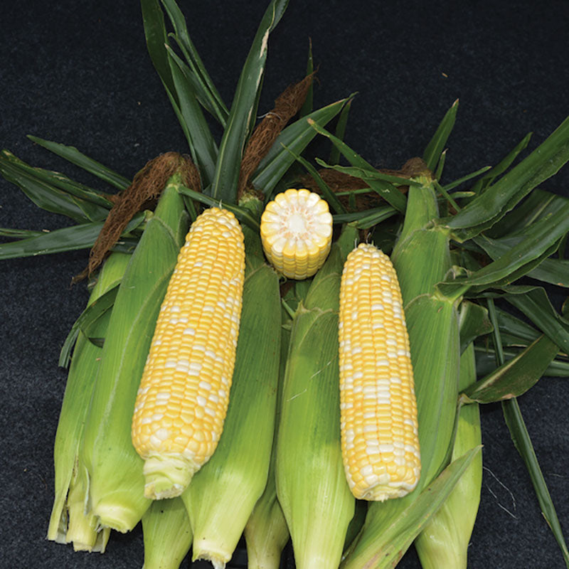 Sweet Corn Biotech Anthem XR II F1 Seed
