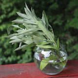 Sage Fanni Organic Seed