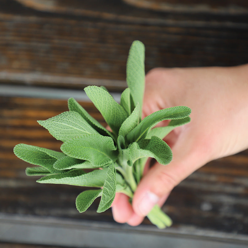 Sage Fanni Organic Seed