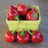 Pepper Time Bomb F1 Seed