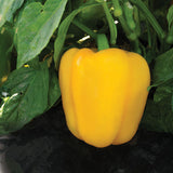Pepper Abay F1 Organic Seed