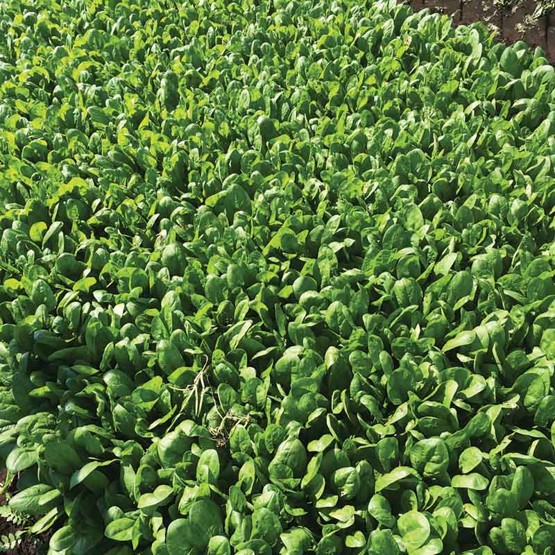 Spinach Acadia F1 Organic Seed