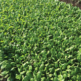 Spinach Acadia F1 Organic Seed