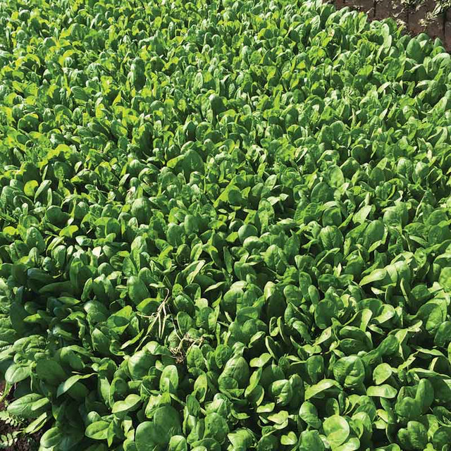Spinach Acadia F1 Organic Seed