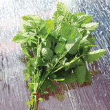 Lemon Balm Alis Organic Seed