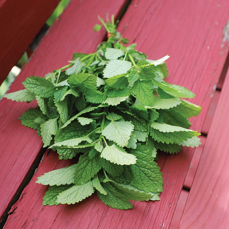 Lemon Balm Alis Organic Seed