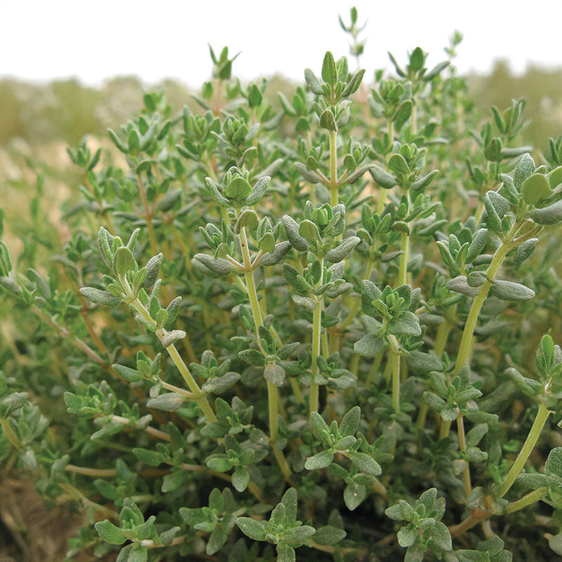 Thyme Ayelet Organic Seed